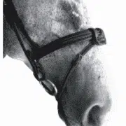 Flash Noseband with Removable Attachment by Silver Crown by Silver Crown