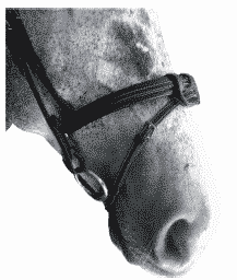 Flash Noseband with Removable Attachment by Silver Crown by Silver Crown