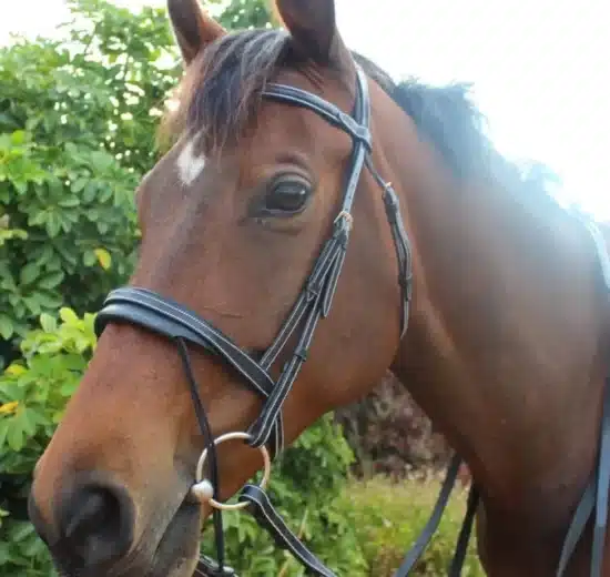 Silver Crown Valla Noseband