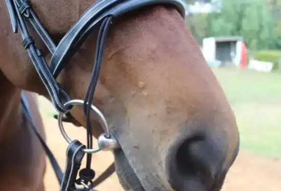 Silver Crown Valla Noseband