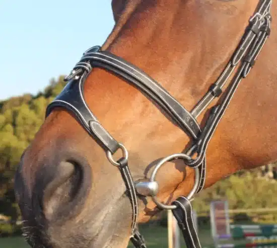 Silver Crown Noseband X Nose 2