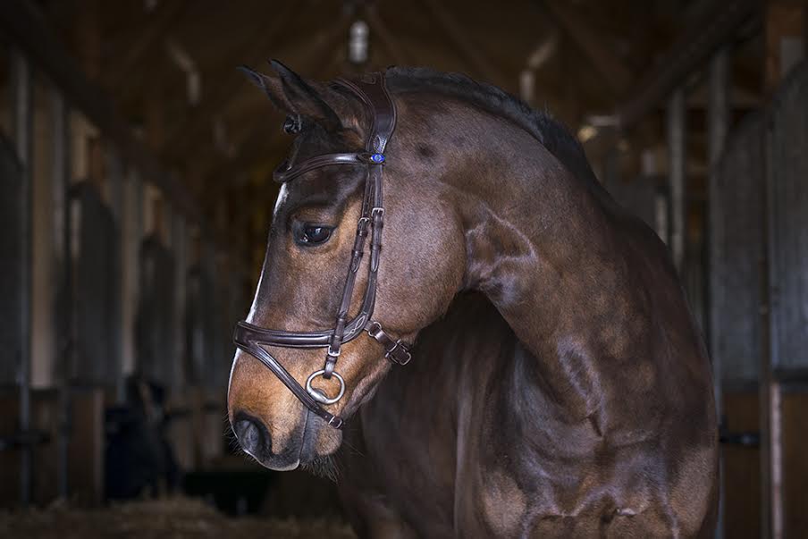 PS Of Sweden Jump Off Bridle Revolution in Brown