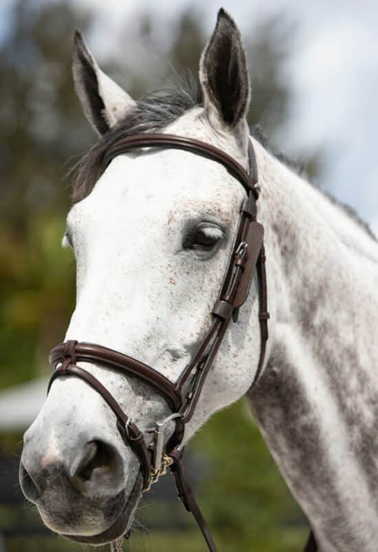 VRTACK Hunter Bridle "Agra" shown with Blinkers