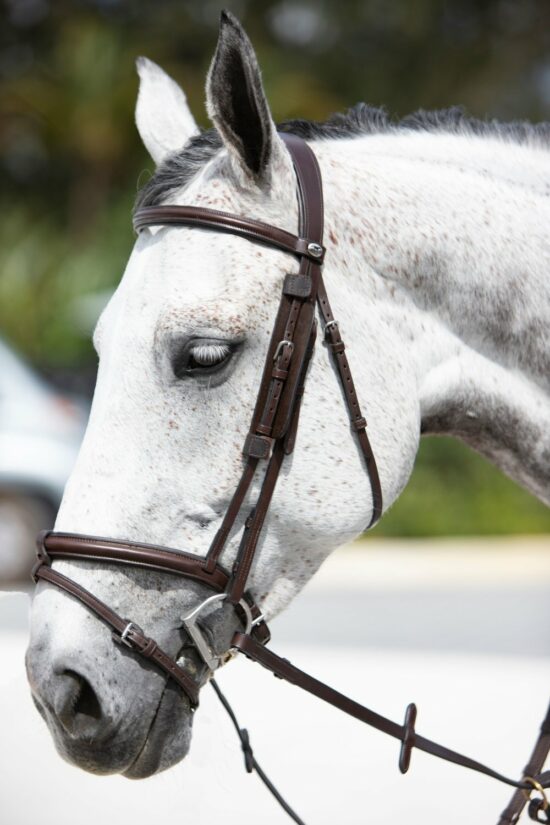 VRTACK Hunter Bridle "Agra" shown with Blinkers