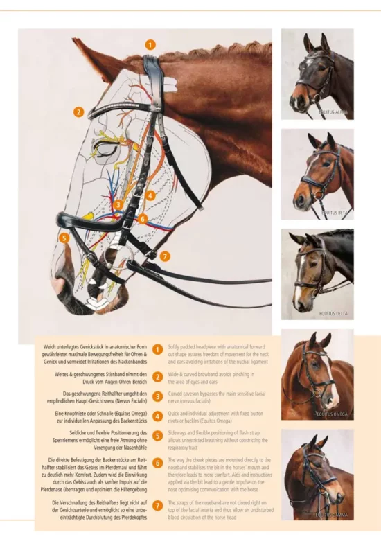 Equitus Alpha Anatomic Bridle - Explanation