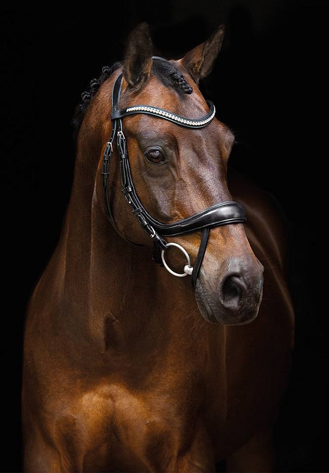 Schockemoehle Sports Equitus Beta Dressage Anatomic Bridle