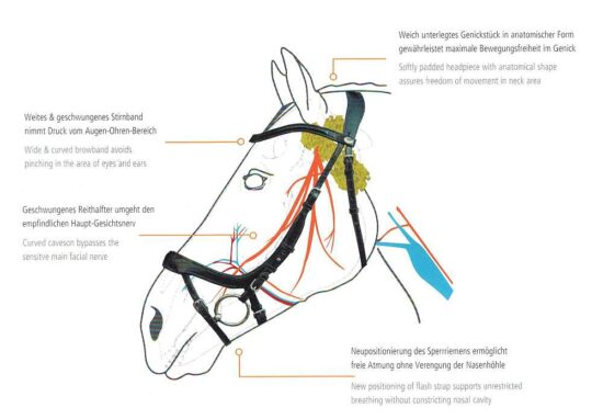 Schockemoehle Sports Anatomic Bridle Explanation