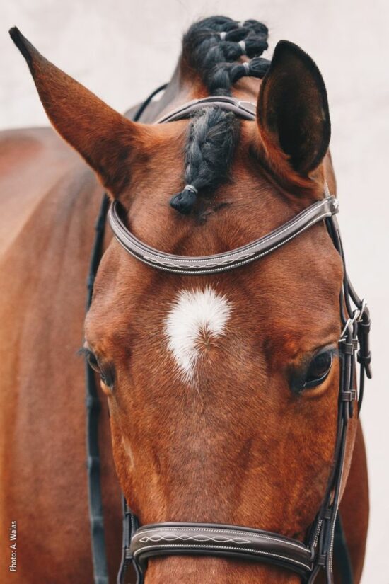 Schockemoehle Sports Anatomic Hunter Bridle with Fancy Stitching Comfort Padding