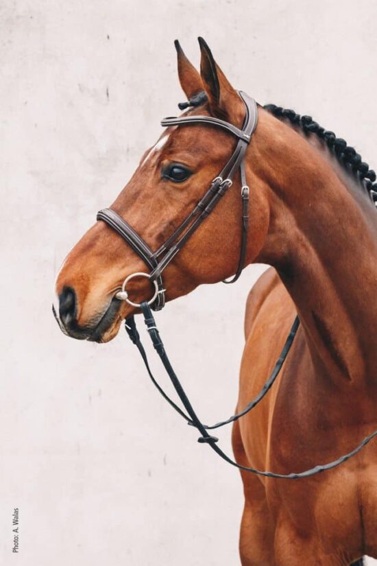 Schockemoehle Sports Anatomic Hunter Bridle with Fancy Stitching Comfort Padding