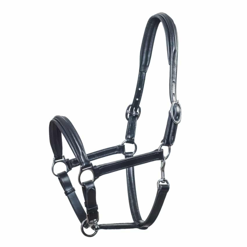 Padded Leather Halter "Ulm" by Schockemoehle Sports