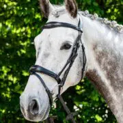 Prestige Anatomic Fancy Stitched Padded Raised Hunter English Bridle - Black
