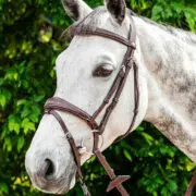 Prestige Anatomic Fancy Stitched Padded Raised Hunter English Bridle - Brown