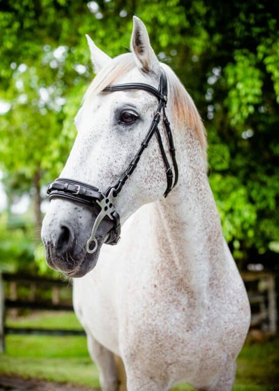 VRTACK Hackamore Bridle - Black