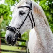 VRTACK Hackamore Bridle - Black