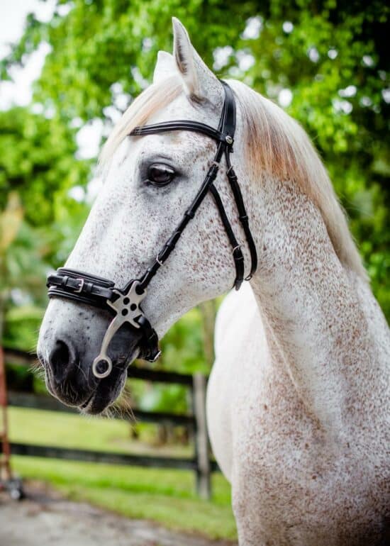 VRTACK Hackamore Bridle - Black