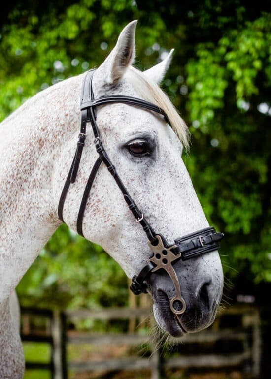 VRTACK Hackamore Bridle - Black