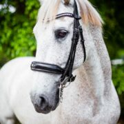 VRTACK Dressage Double Bridle - Black