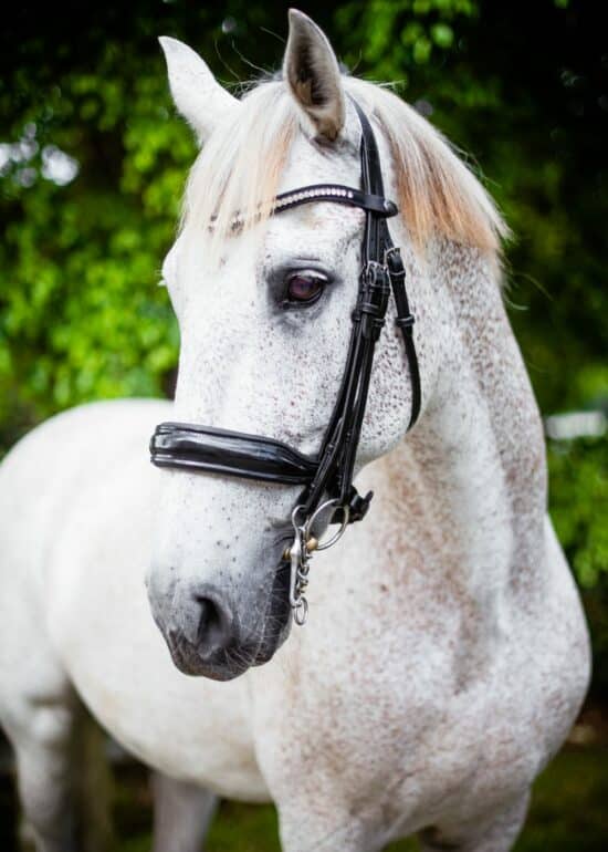 VRTACK Dressage Double Bridle - Black