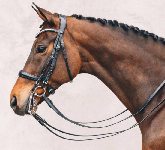 Schockemoehle Sports Equitus Gamma Double Dressage Bridle USEF Dressage Legal