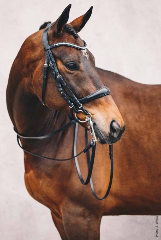 Schockemoehle Sports Equitus Gamma Double Dressage Bridle USEF Dressage Legal