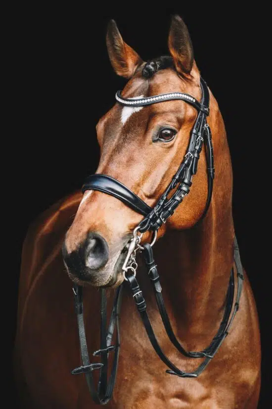 Schockemoehle Sports Equitus Gamma Double Dressage Bridle USEF Dressage Legal