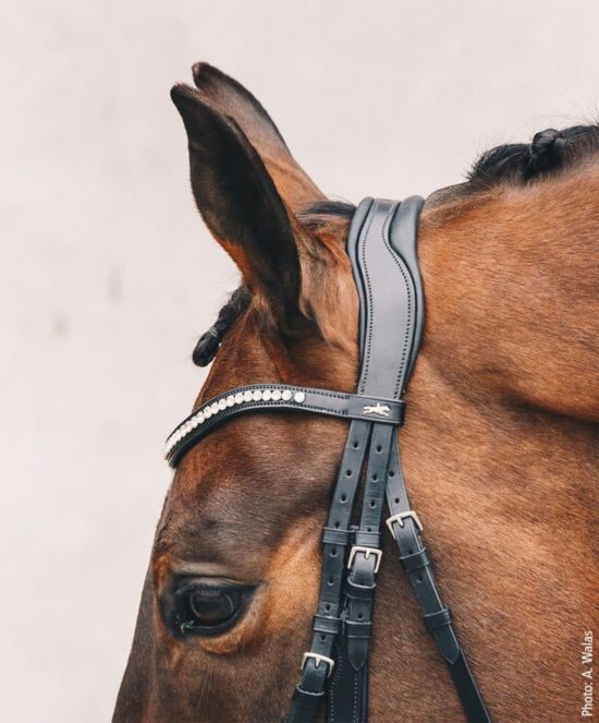 Schockemoehle Sports Equitus Gamma Double Dressage Bridle USEF Dressage Legal