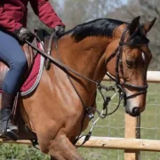 Rein Rite Training Aid - In Action On Horse