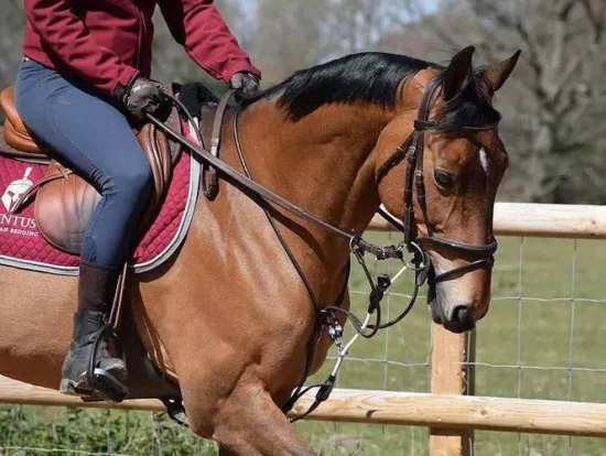 Rein Rite Training Aid - In Action On Horse