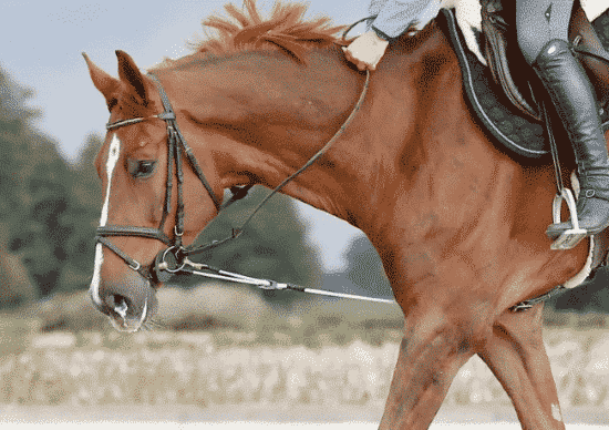 Rein Rite Horse Training Aid with Bungee Cord