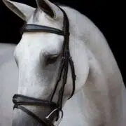 Fancy Stitched Anatomic Padded Show Jumping Bridle "Patna"
