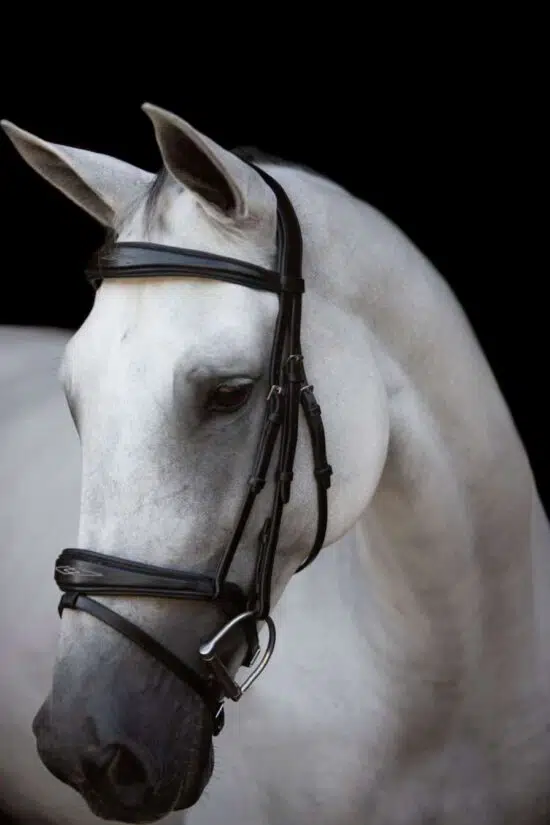 Fancy Stitched Anatomic Padded Show Jumping Bridle "Patna"