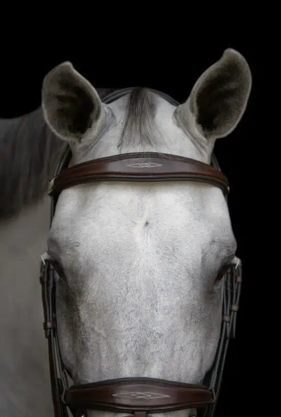 Fancy Stitched Anatomic Padded Show Jumping Bridle "Patna"
