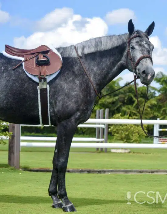 Prestige Hunter Bridle Fancy Stitched E151