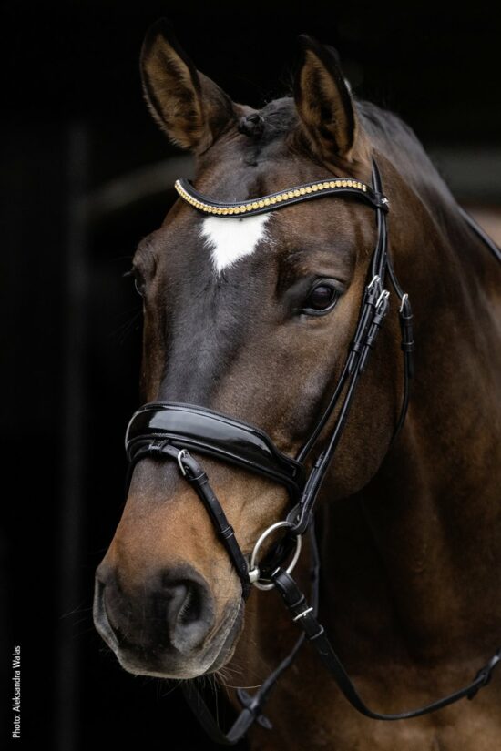 Schockemoehle Sports Dressage Bridle Anatomic Padded Headpiece with Cheekpiece Cutout and Wide Crank Noseband "Stanton Select"