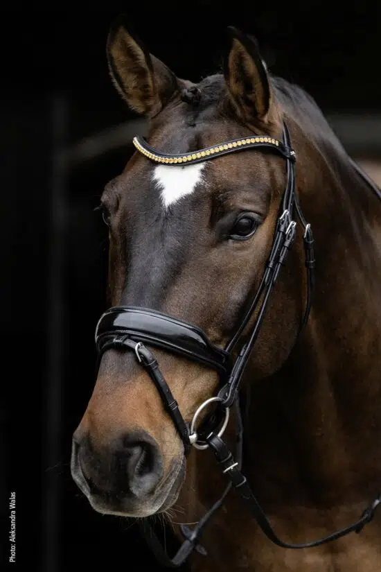 Schockemoehle Sports Dressage Bridle Anatomic Padded Headpiece with Cheekpiece Cutout and Wide Crank Noseband "Stanton Select"