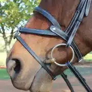 Silver Crown Brazilian Noseband