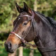 Dyon Bitless Bridle Adjustable Knots with Extra Comfort Noseband Pad BCE160