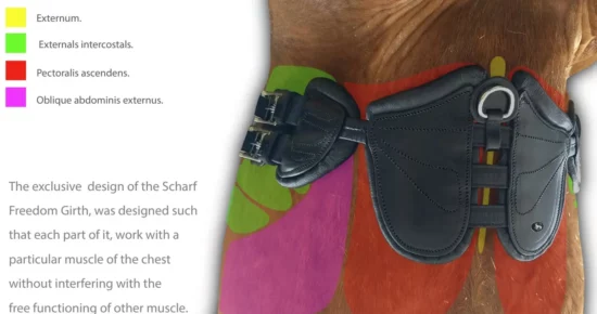 Scharf Freedom Girth - Benefits