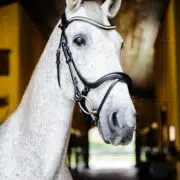 VRTACK Dressage Snaffle Bridle "Goa"