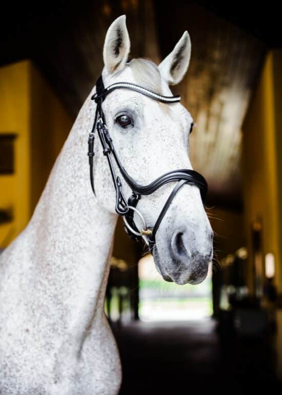 VRTACK Dressage Snaffle Bridle "Goa"