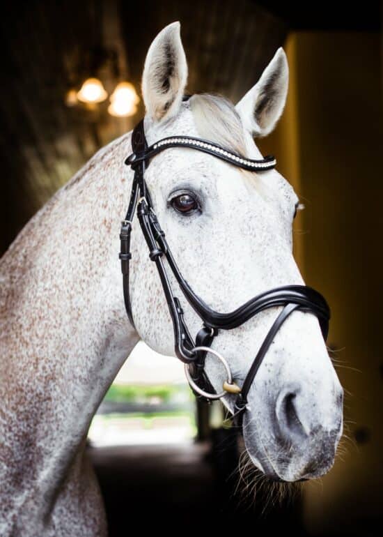 VRTACK Dressage Snaffle Bridle "Goa"