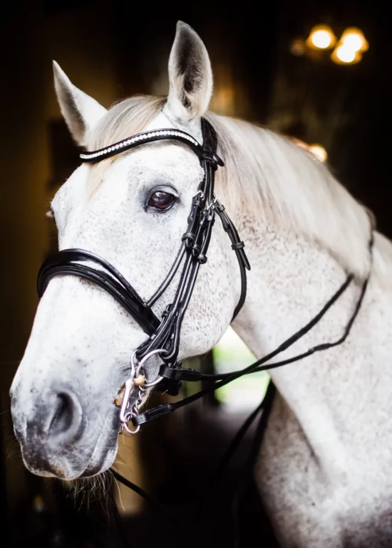 VRTACK Double Bridle Rolled Leather "Jaipur"