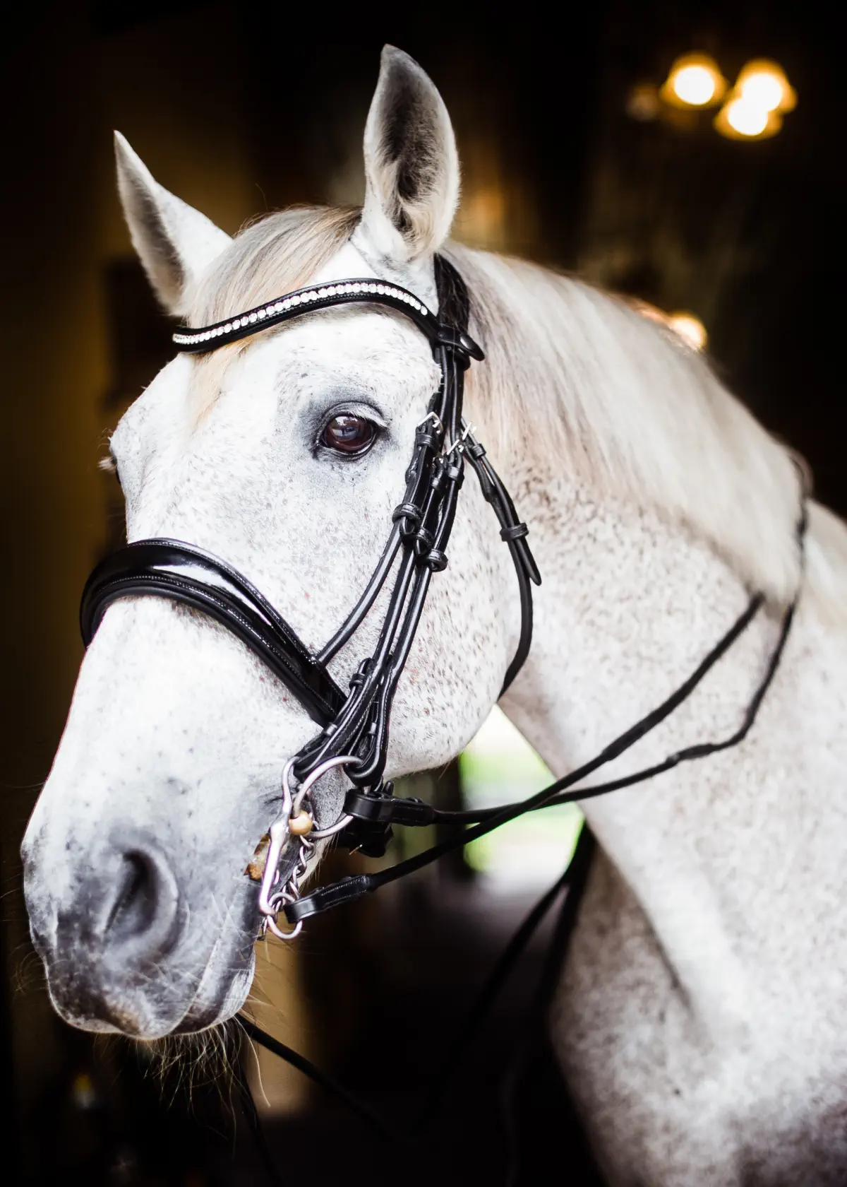 Royal Double Snaffle Leather Belts - Bridles & Reins