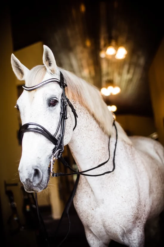 VRTACK Double Bridle Rolled Leather "Jaipur"