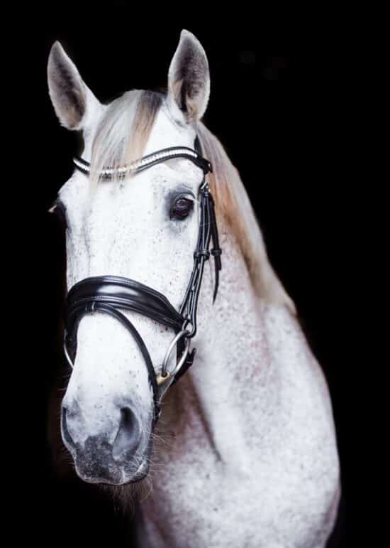 VRTACK Dressage Bridle "Delhi" Anatomic Snaffle - Black