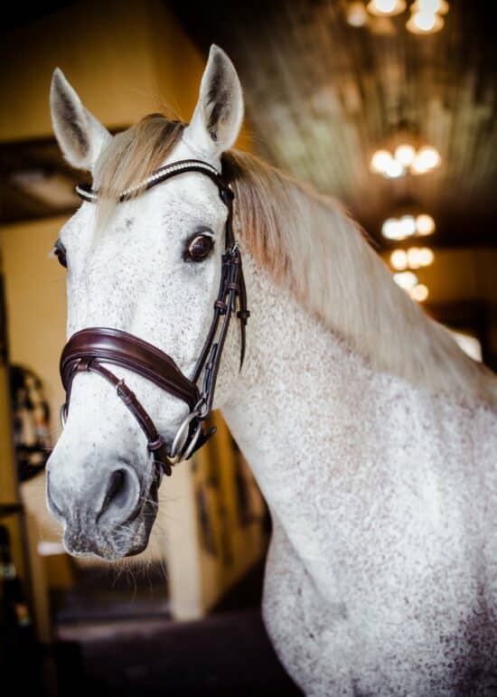 VRTACK Dressage Bridle "Delhi" Anatomic Snaffle - Brown