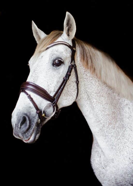 VRTACK Dressage Bridle "Delhi" Anatomic Snaffle - Brown