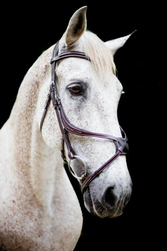 VRTACK Figure 8 Bridle "Los Cabos" Padded Anatomic Fancy Stitched