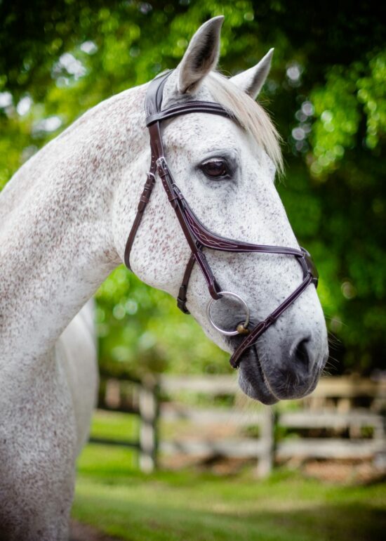 VRTACK Figure 8 Bridle "Los Cabos" Padded Anatomic Fancy Stitched