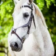 VRTACK Figure 8 Bridle "Los Cabos" Padded Anatomic Fancy Stitched